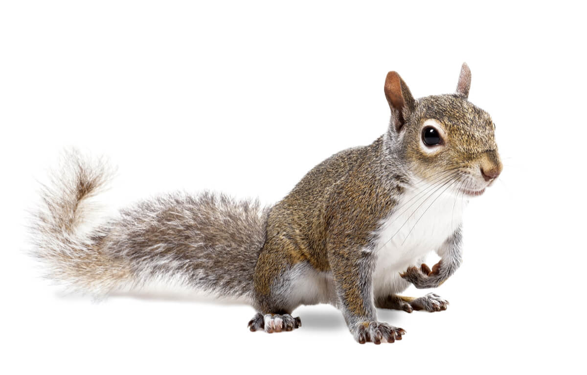 Curiosities about squirrels.