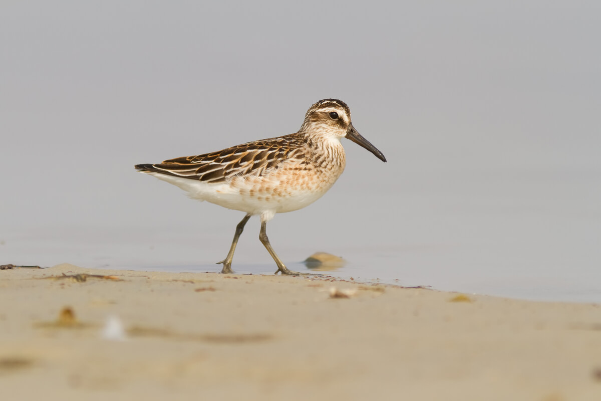 Uma ave aquática pernalta.