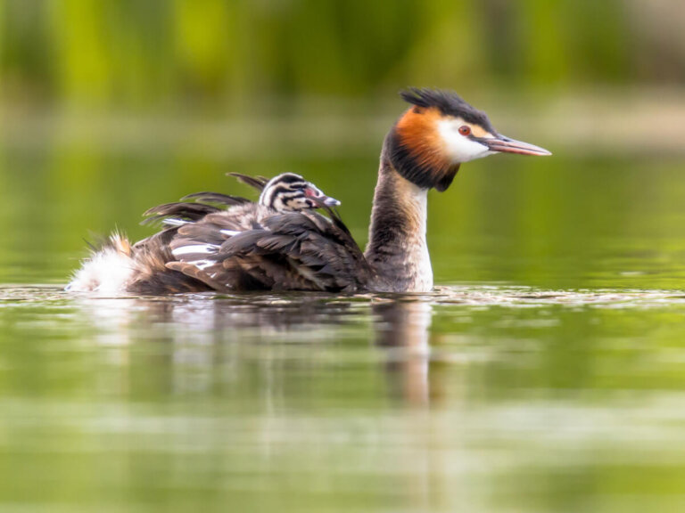 ¿Cuáles son las caraterísticas de las aves acuáticas?