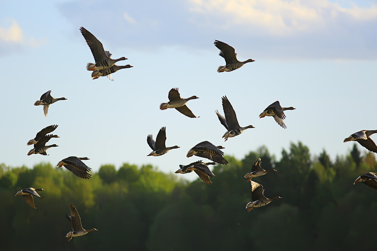 Las aves son animales que migran.