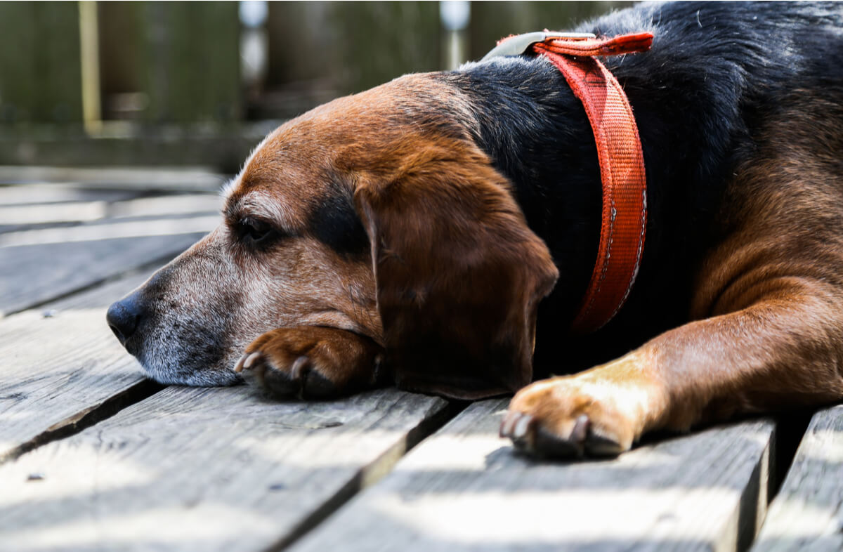 Un beagle en edad geriátrica.