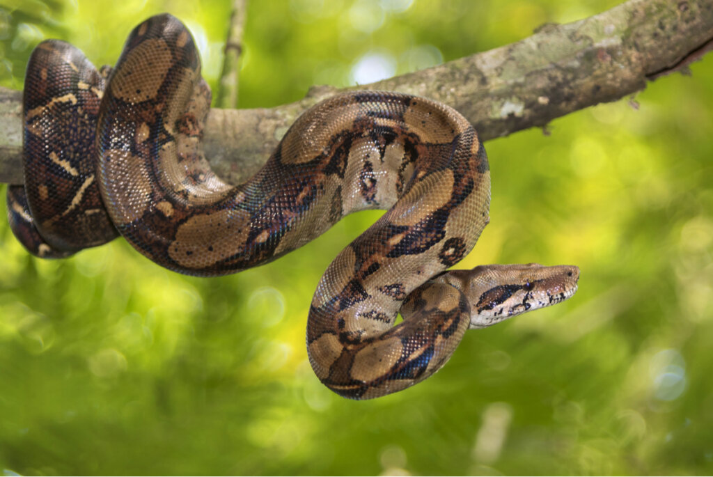 Una boa sobre un árbol.