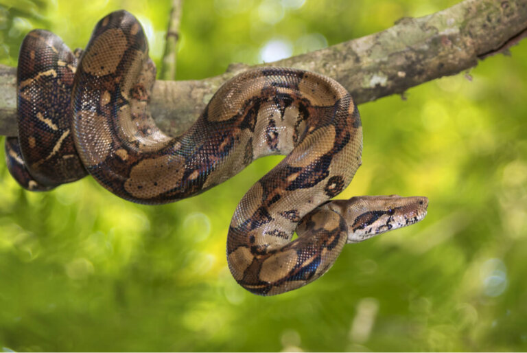 Boa arborícola amazónica: hábitat y características