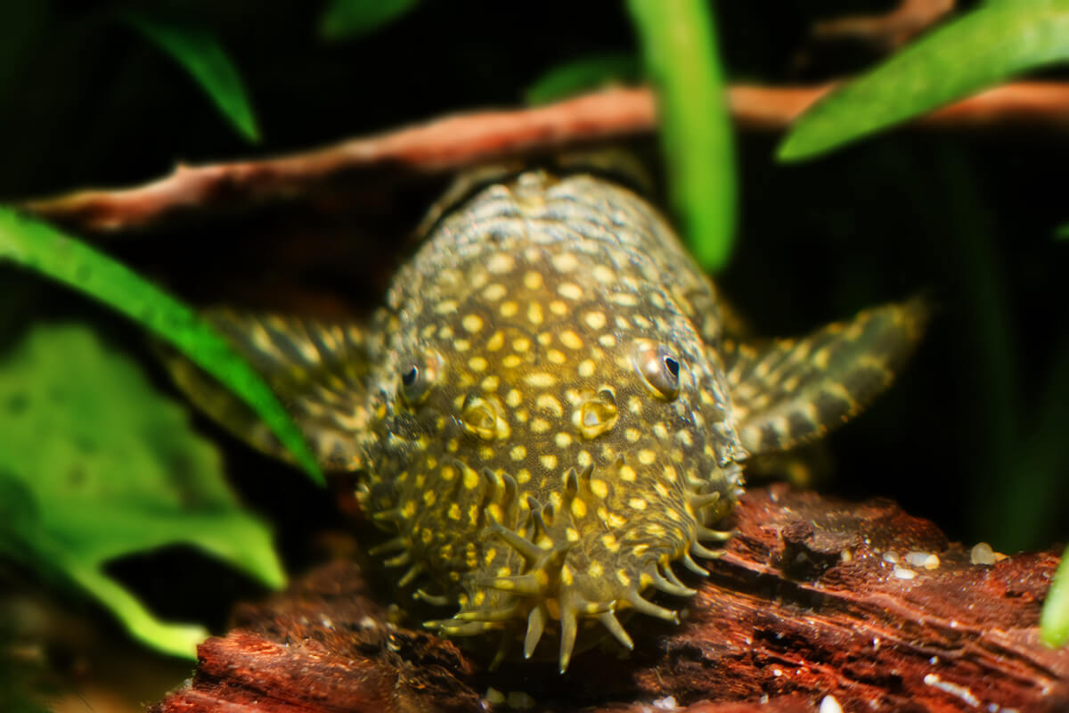 Tipos de peces de agua fría: bristlenose pleco.
