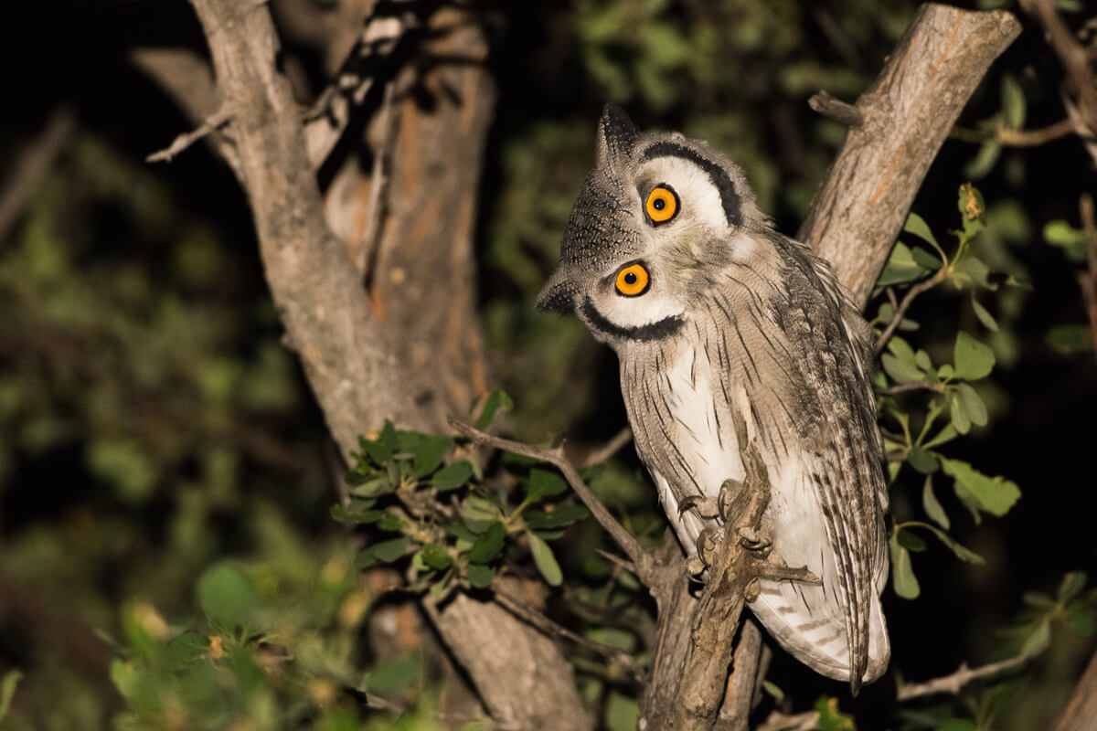 Los búhos son unos de los animales con el sentido del oído más desarrollado.