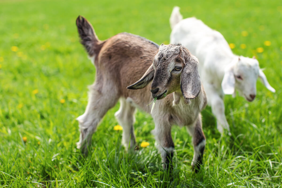 Dos cabras bebés.