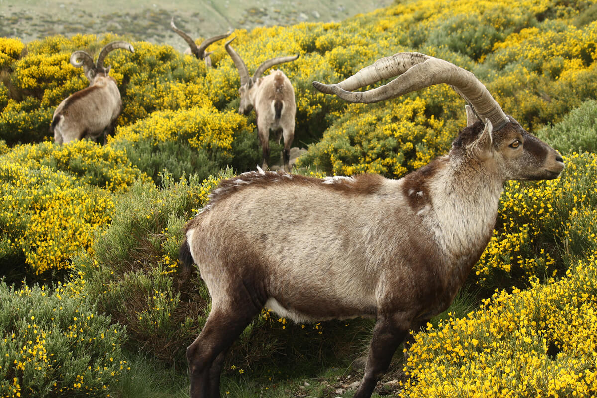 Un grupo de cabras macho pastando.