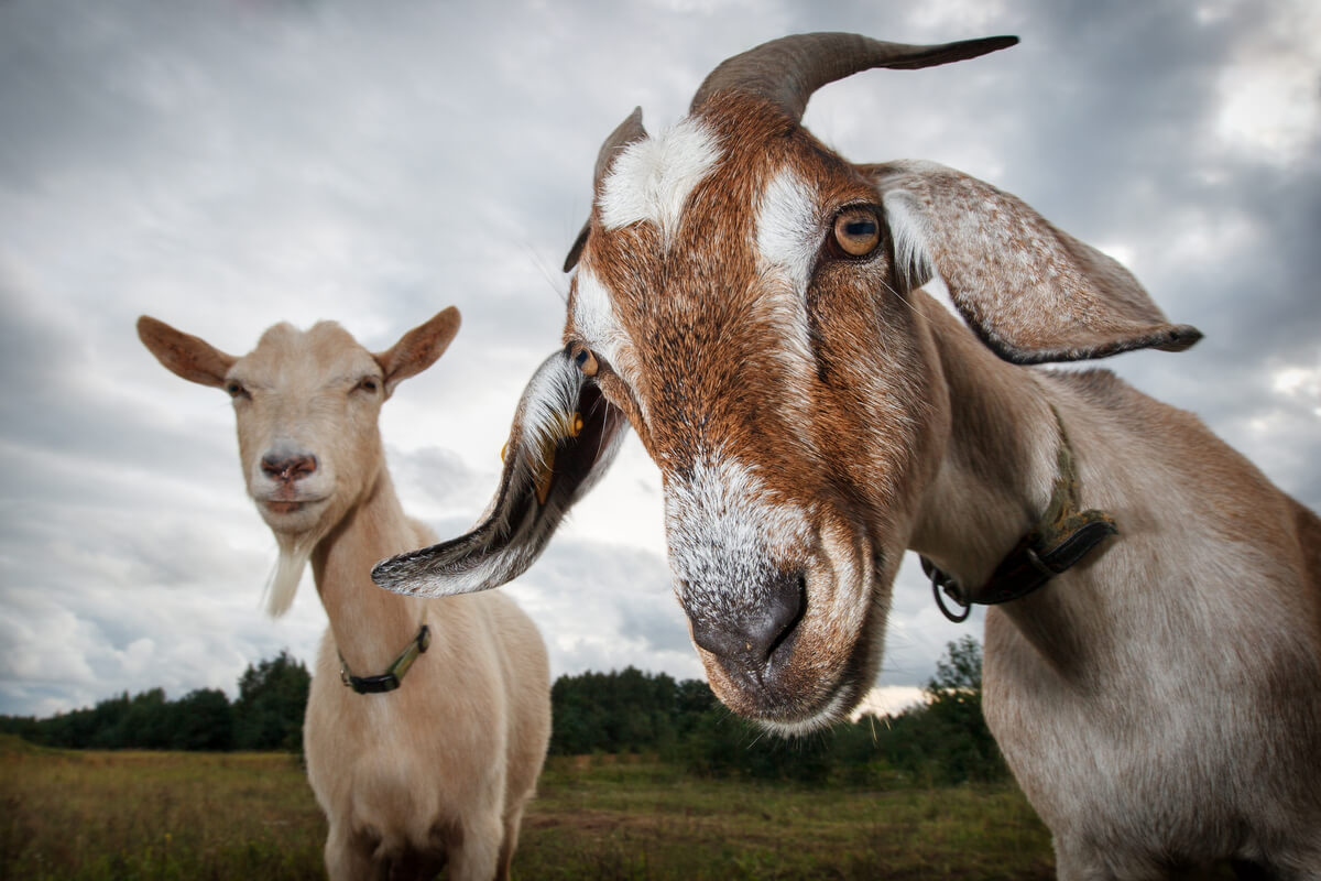 Ganadería caprina y cabras.