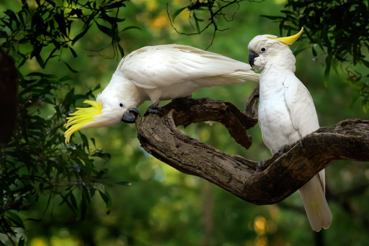 Una cacatúa en la rama de un árbol.