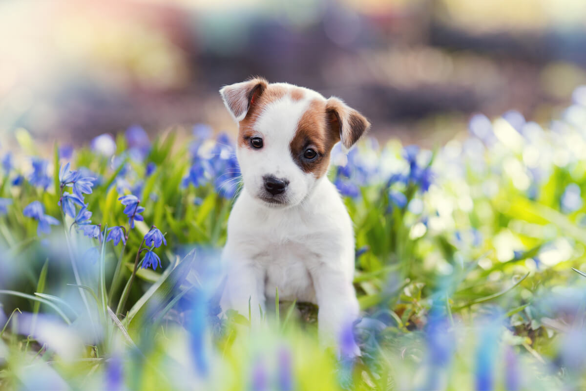 A puppy in a field of flowers.