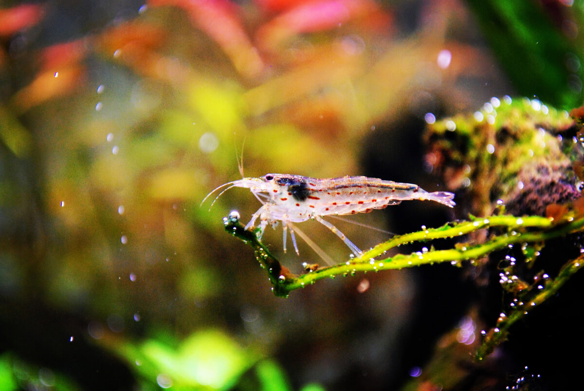 Un camarón amano en un acuario.