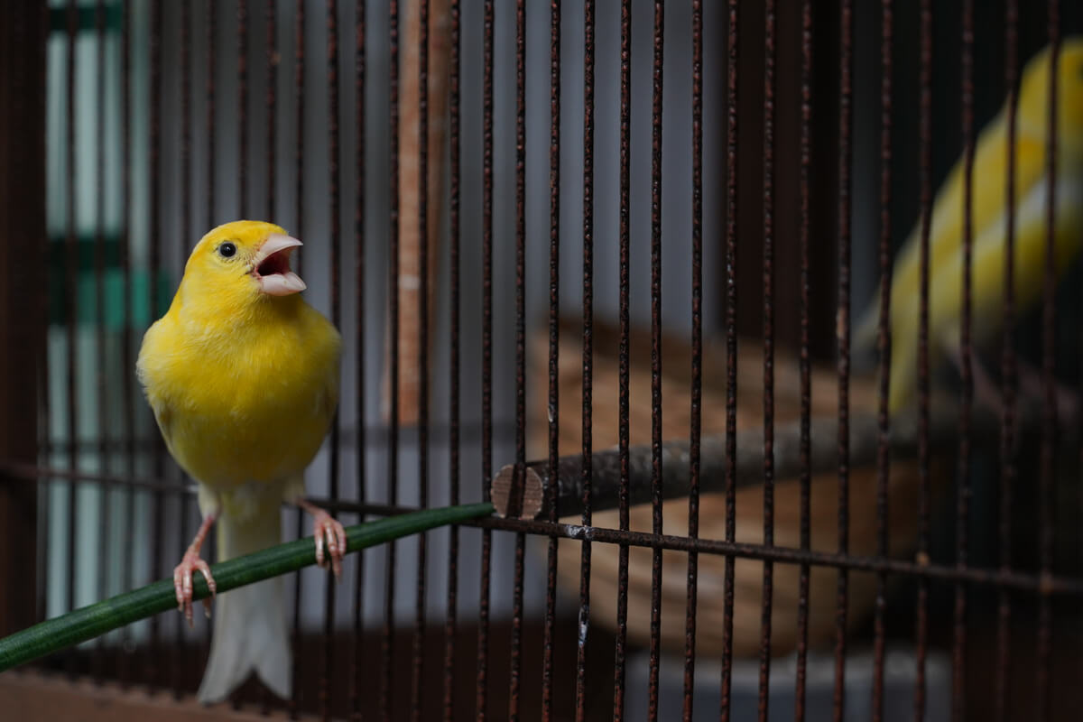 Un canario canta en una jaula.