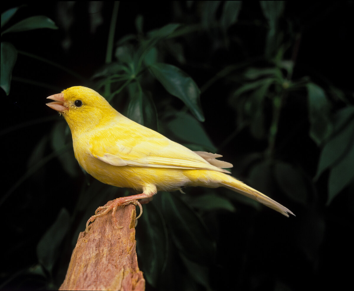 Un canario cantando.