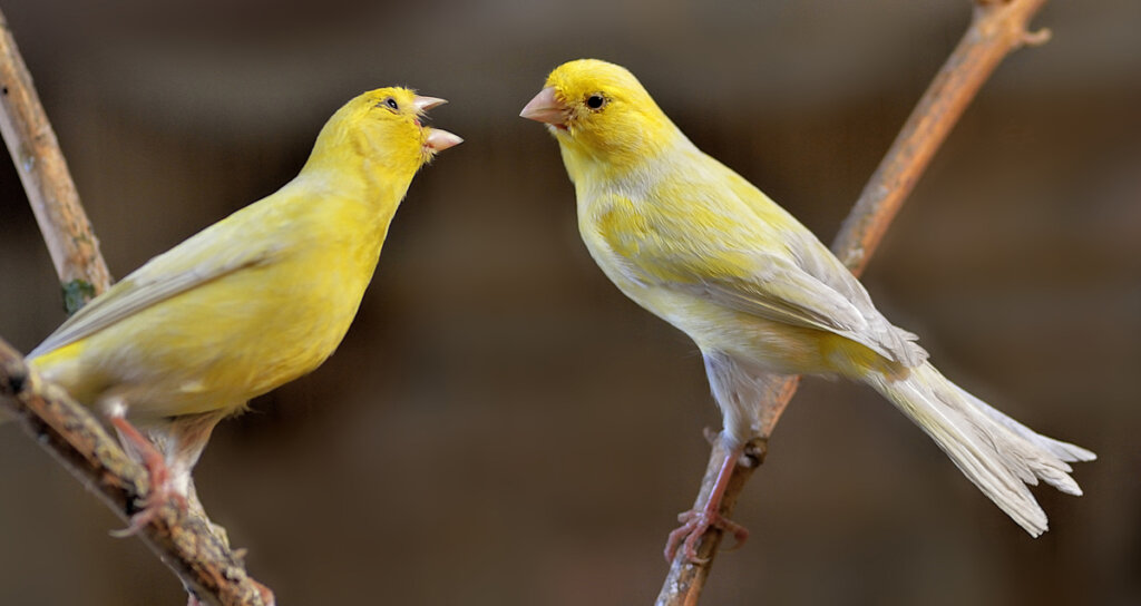 Uno de los pájaros que mejor cantan.