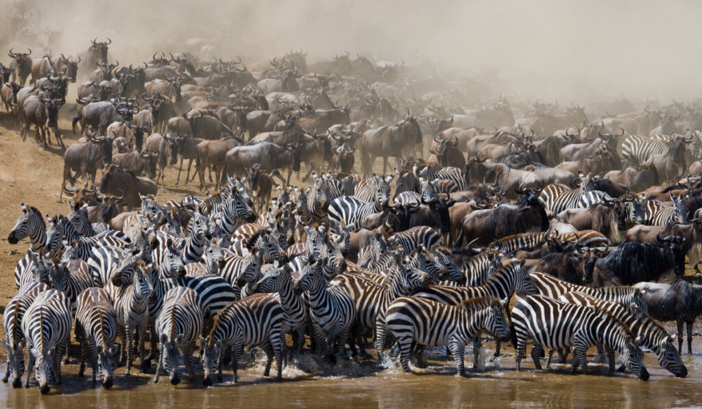 ¿Cuáles son los animales que migran?
