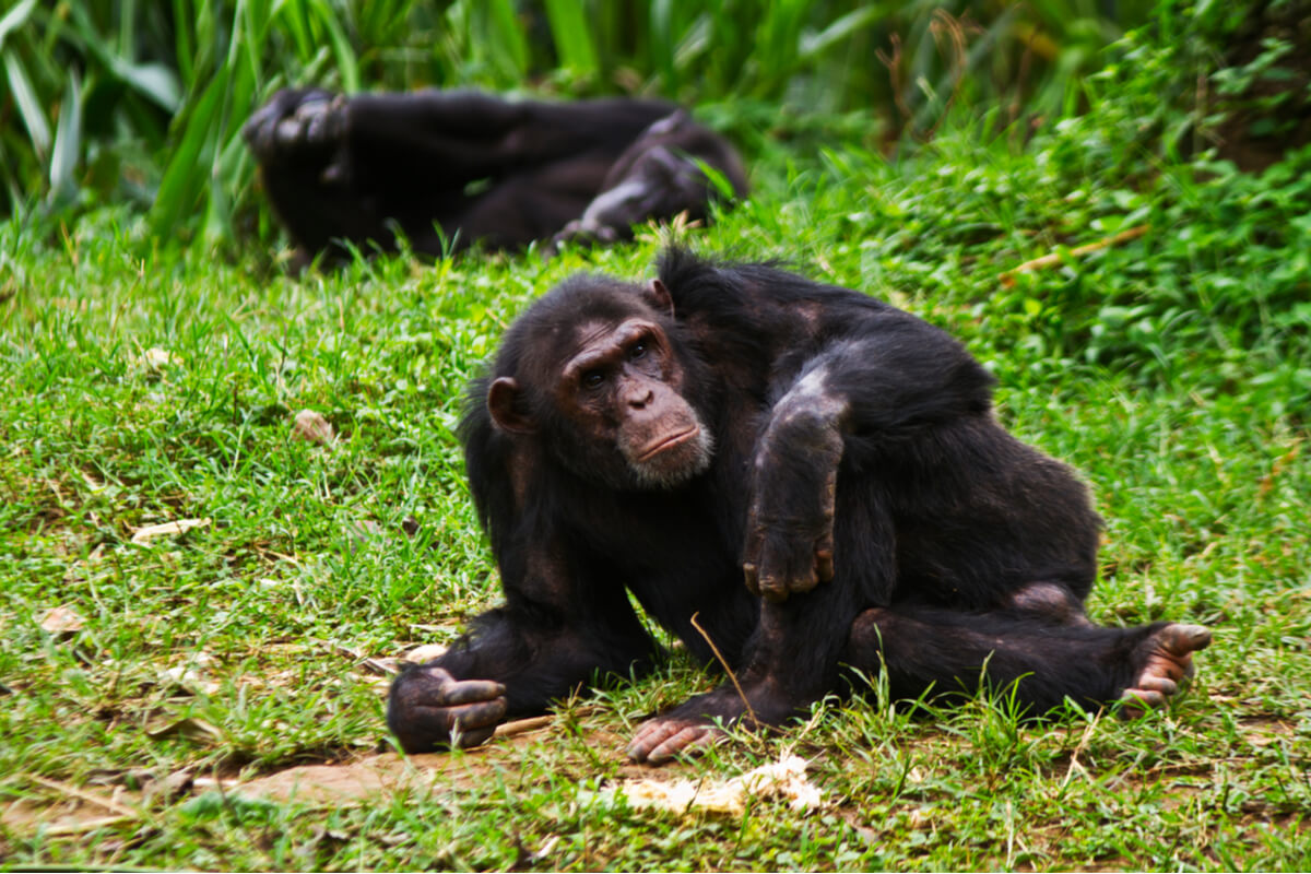 A chimp lying down.