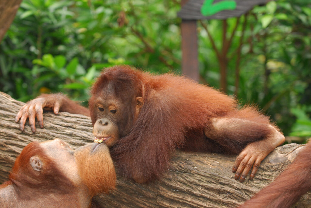 El beso existe en el reino animal y los chimpancés son prueba de ello.