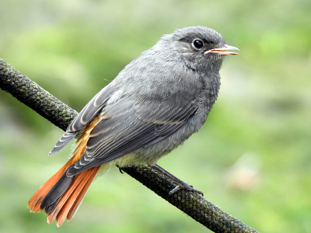 El colirrojo común es una de las aves que migran en otoño.