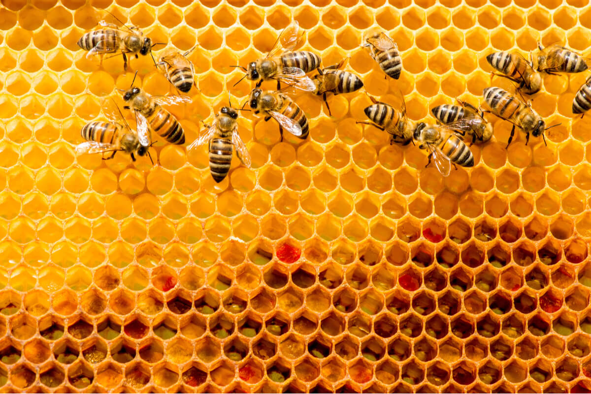 Colmenas de abejas grandes.
