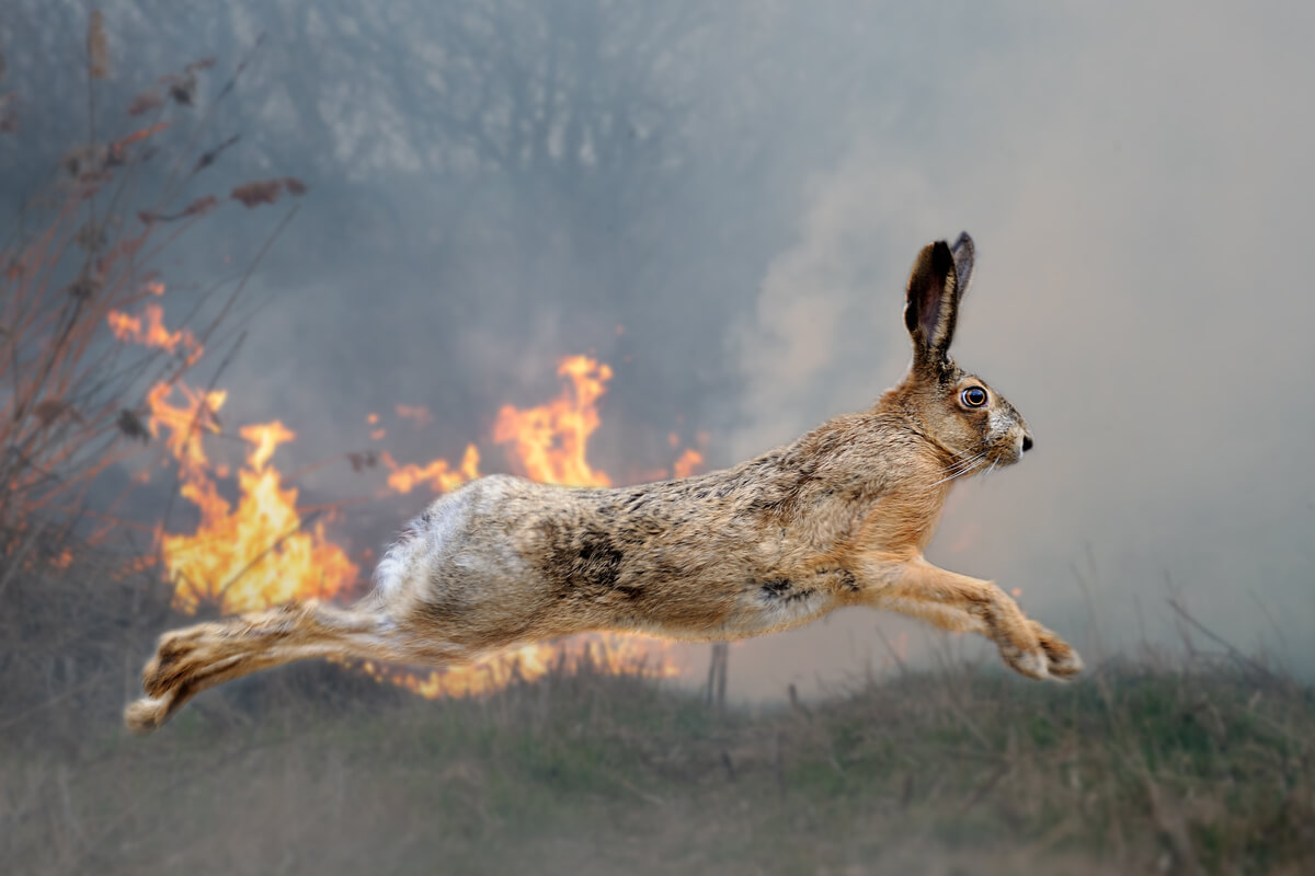 Piel de tilapia para curar a los animales quemados en los incendios del Amazonas
