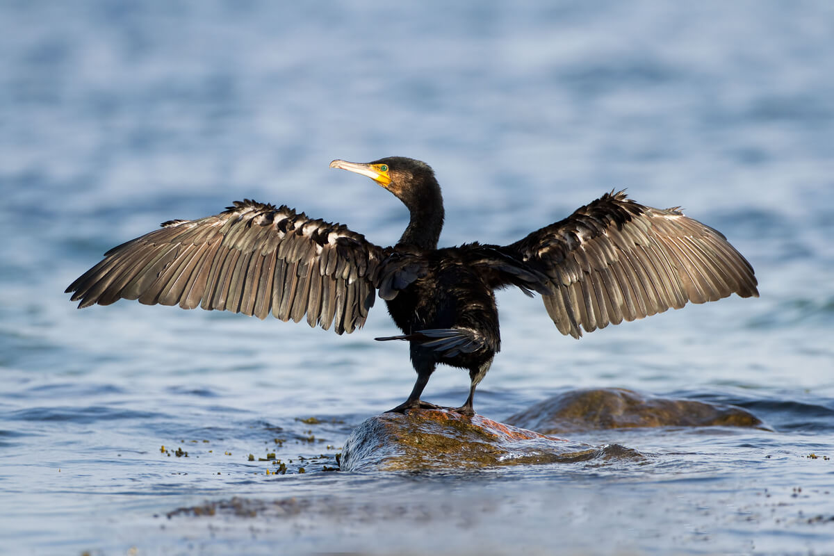 O cormorão é outra das aves aquáticas.