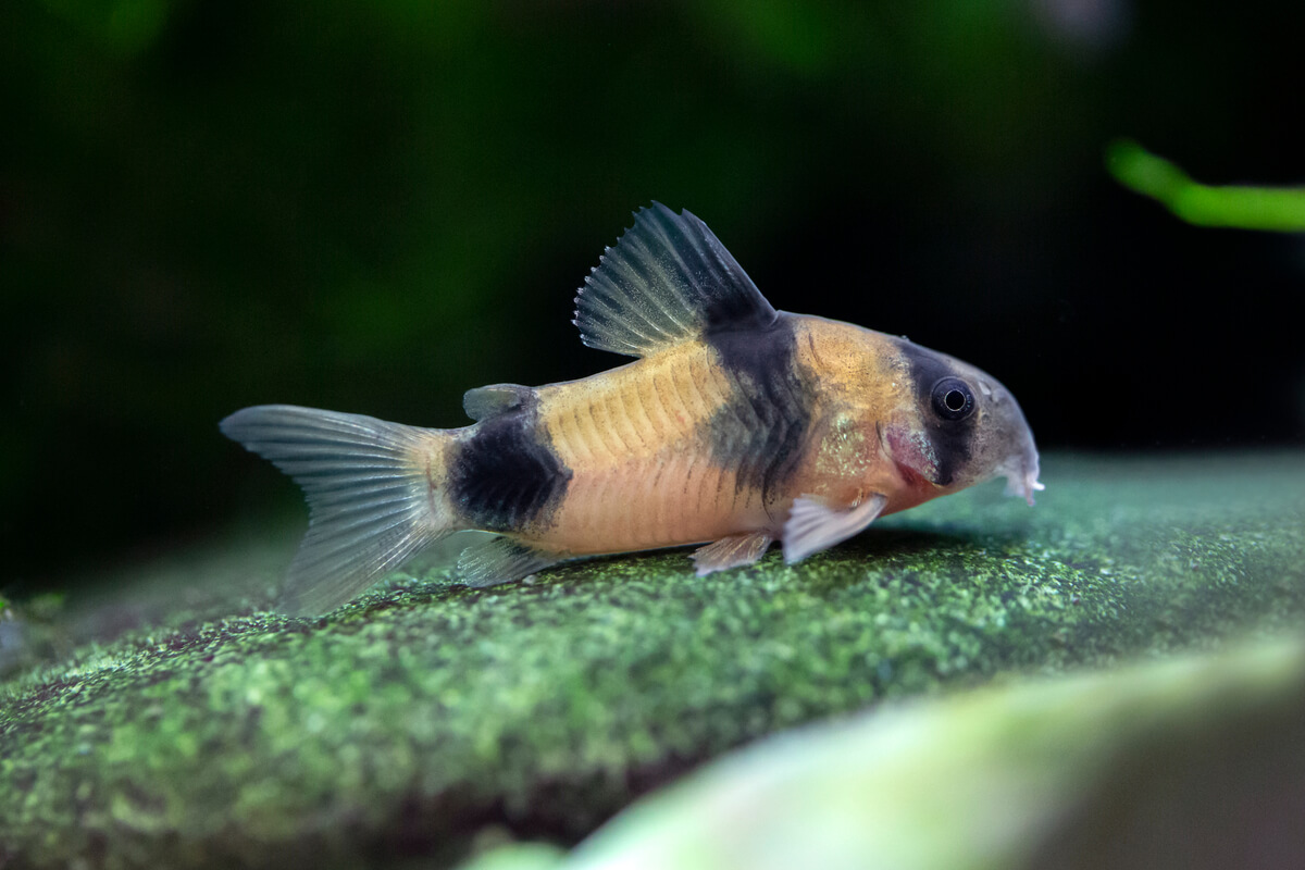 Una corydora panda.