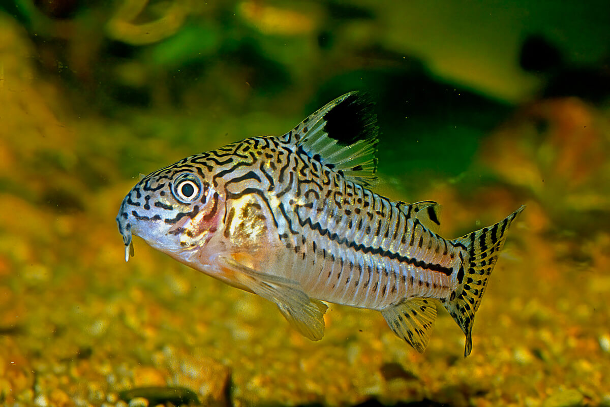 Corydoras en el acuario.