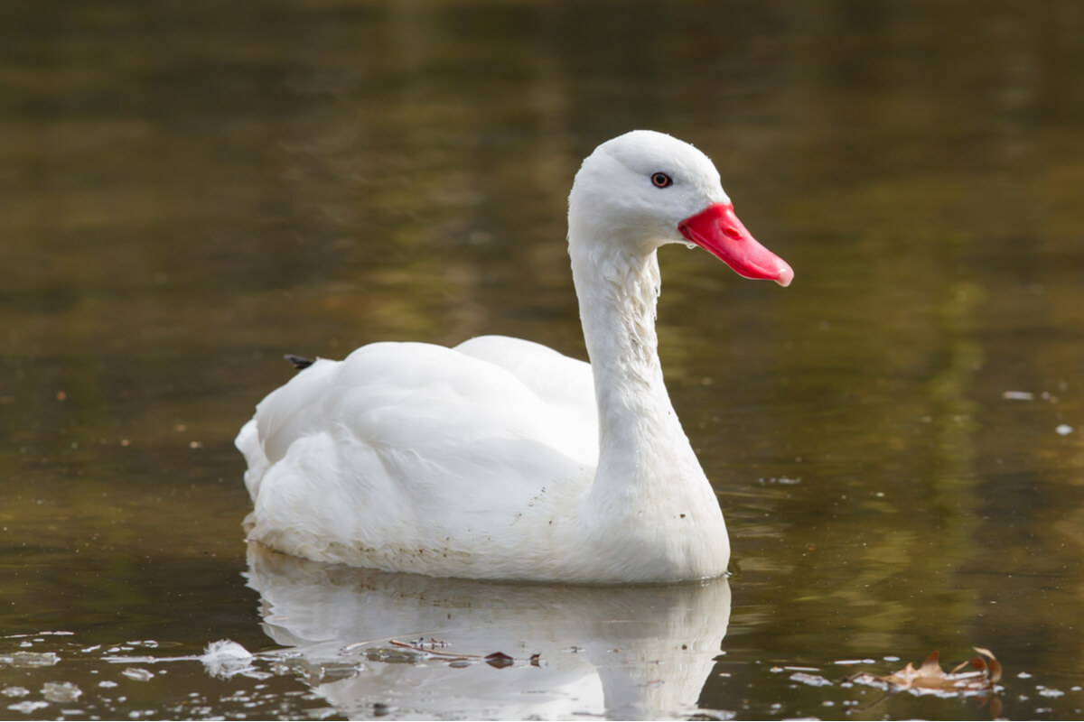 Cisnes coscoroba.