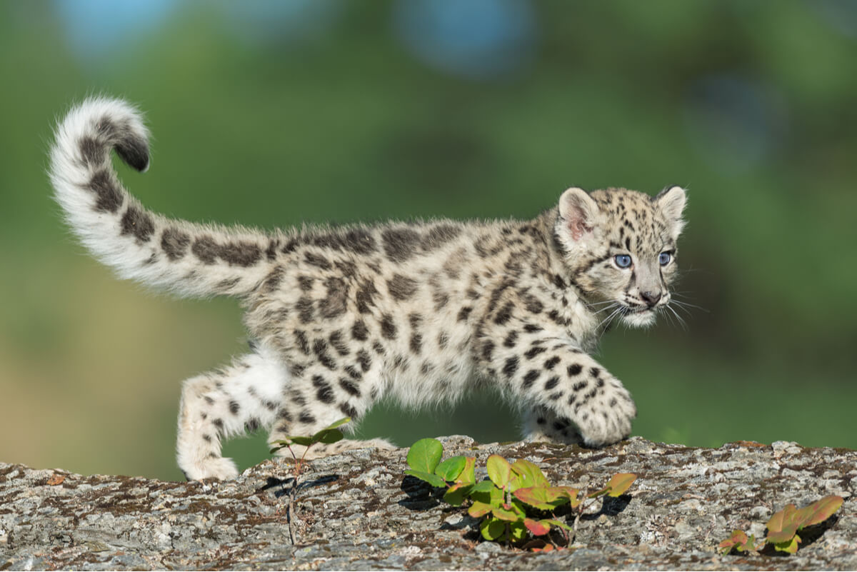 Una cría de leopardo de las nieves.