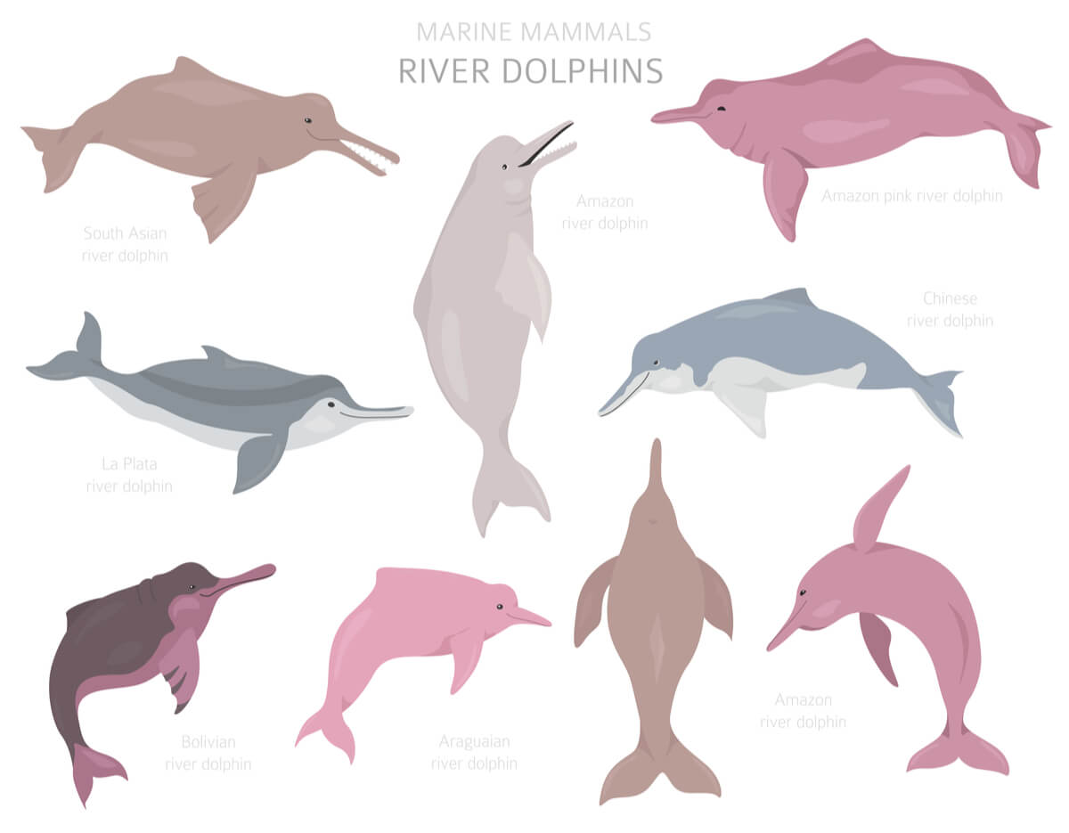 muchos delfines son mamíferos en peligro de extinción.