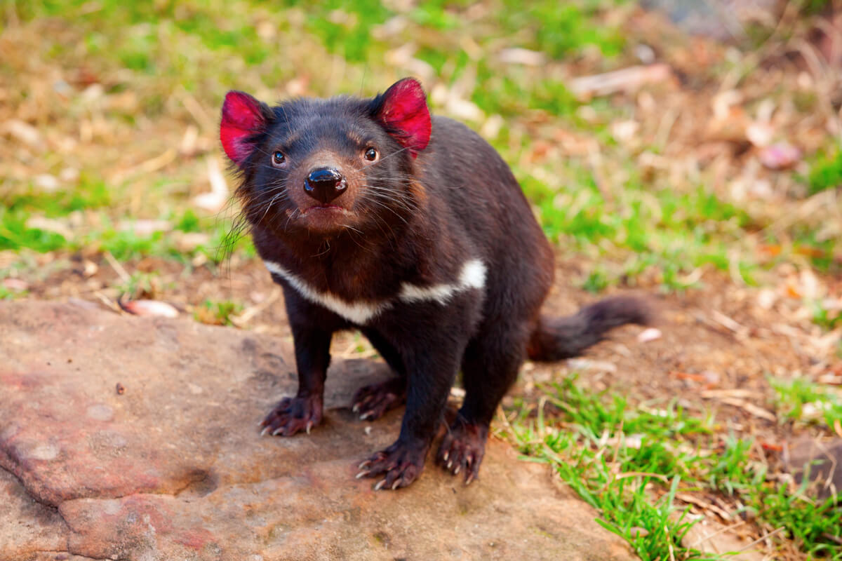 Los demonios de Tasmania son animales carroñeros.