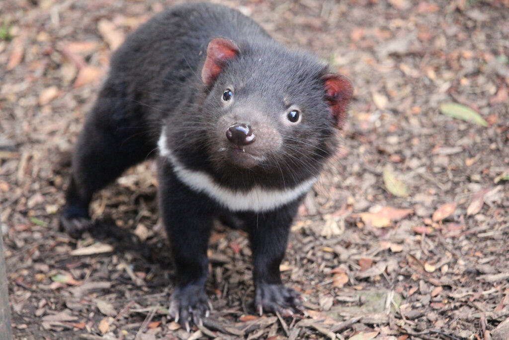 9 curiosidades del diablo de Tasmania