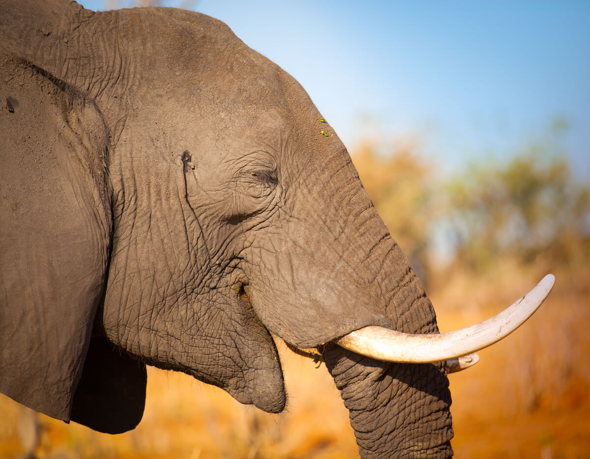 The elephant is one of the mammals with the greatest appetite.