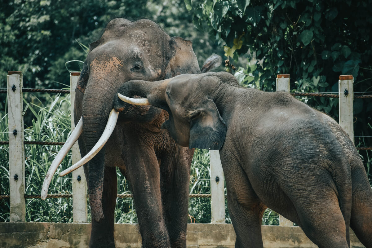 Una pareja de la subespecie elefante pigmeo.