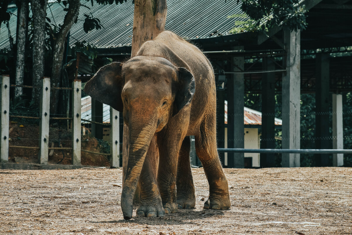 Un elefante pigmeo se rasca contra un árbol.