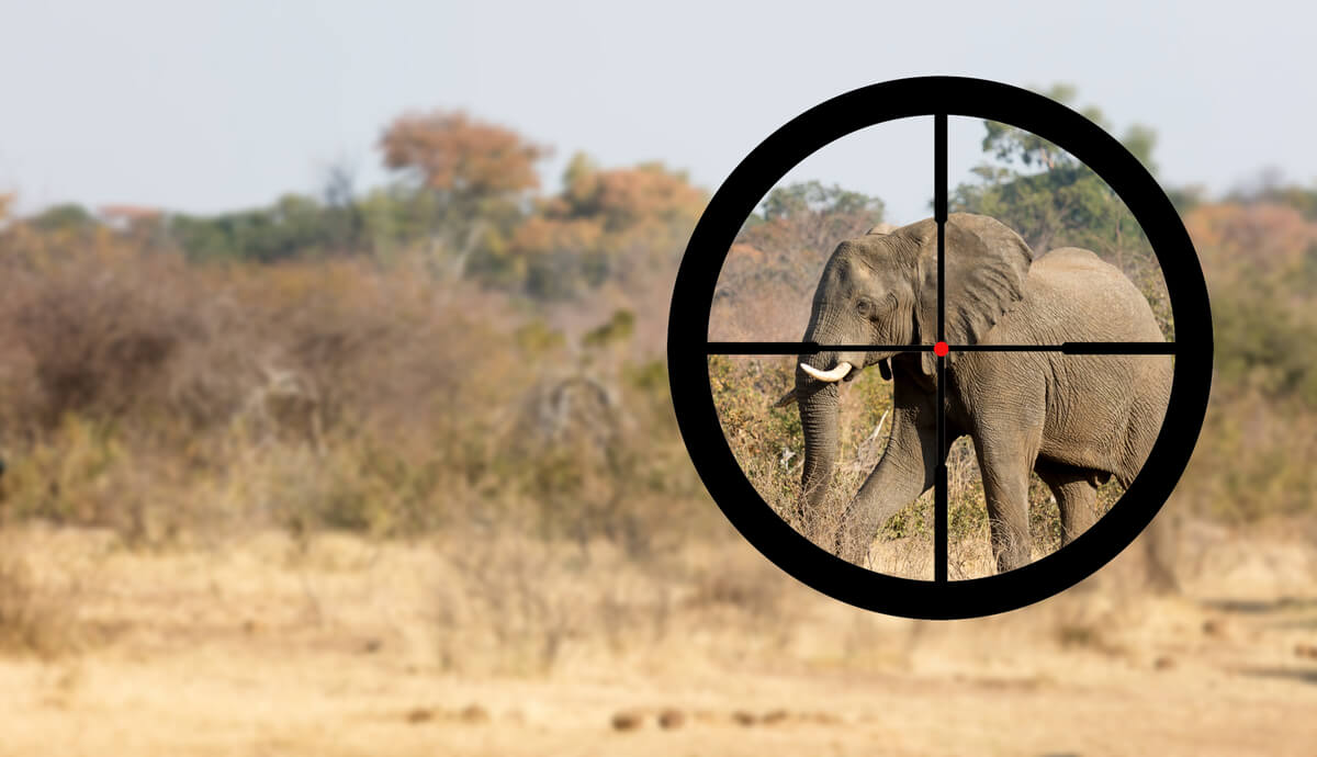 ¿Por qué algunos elefantes tienen colmillos y otros no?