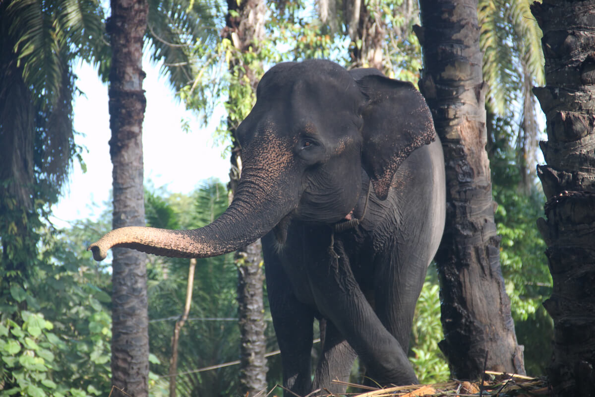 El elefante de sumatra es uno de los mamíferos más amenazados.