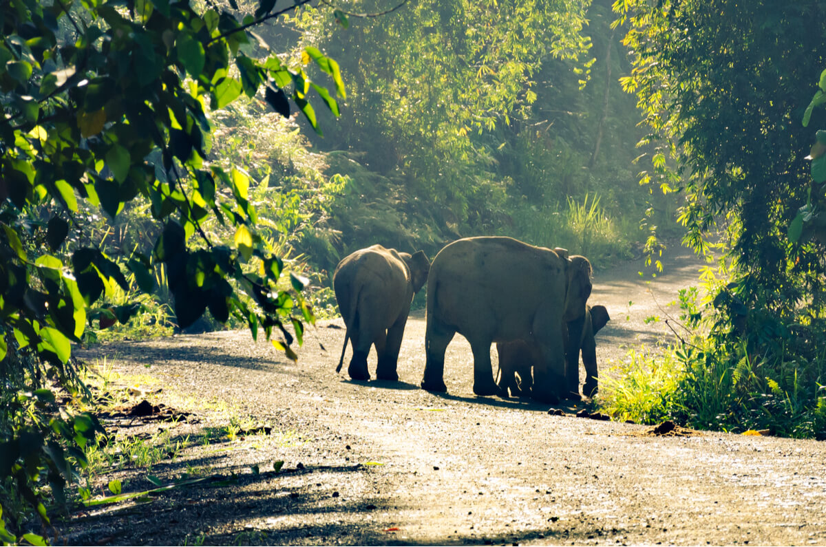 Elefantes pigmeos recorriendo un camino.