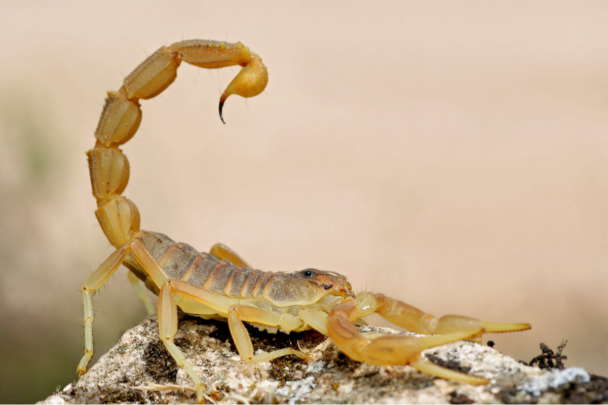 Skorpionstiche - Tier mit aufgestelltem Schwanz