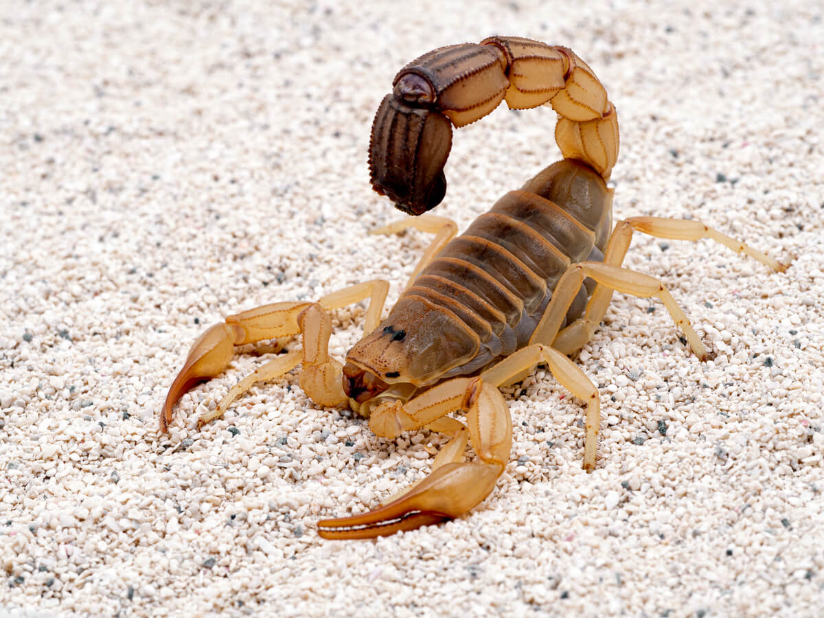 Un escorpión de cola gruesa.