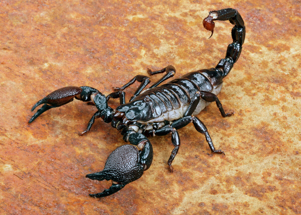 Scorpions are animals with shells.
