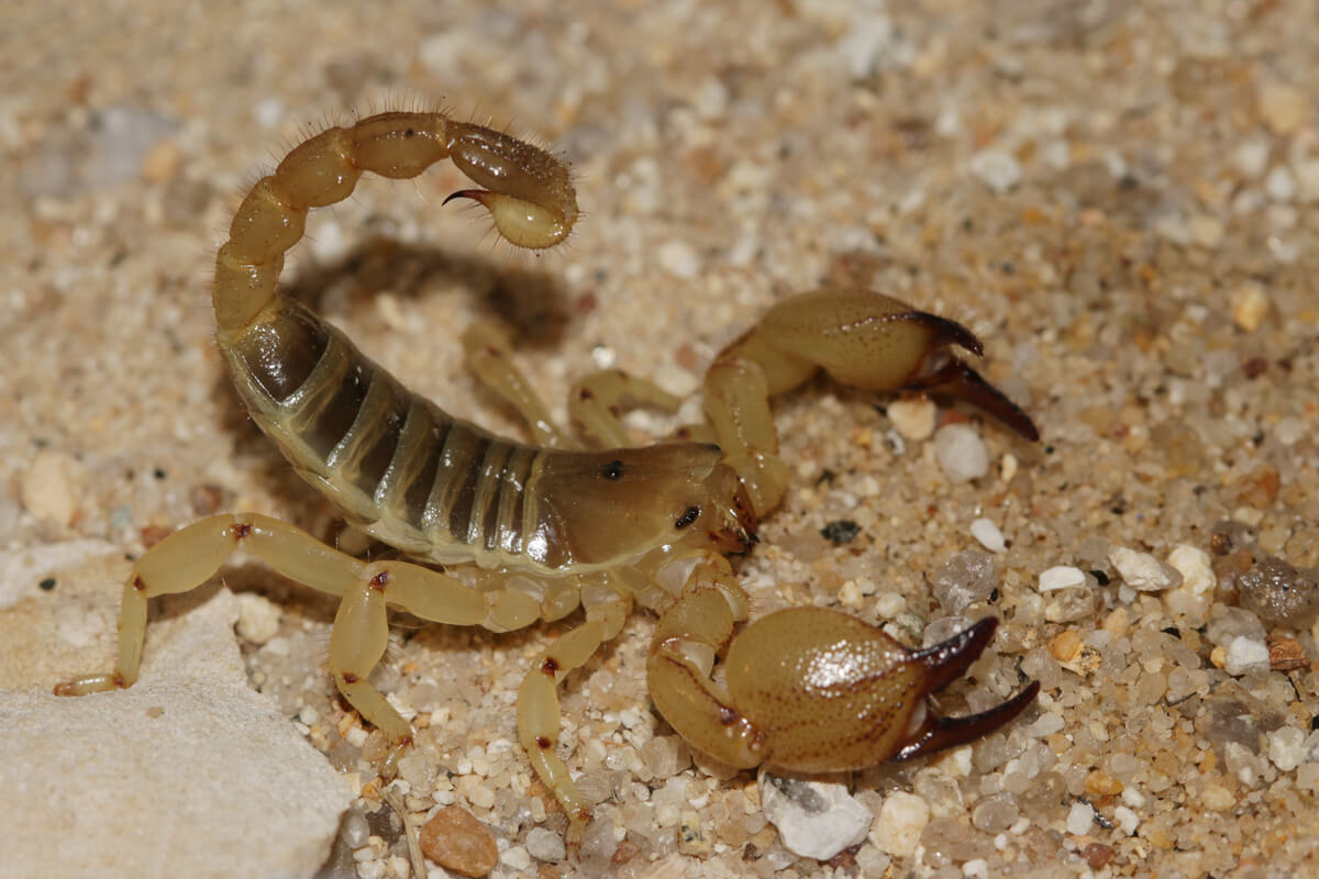 Escorpión dorado de Israel (Scorpio maurus): cuidados en cautiverio
