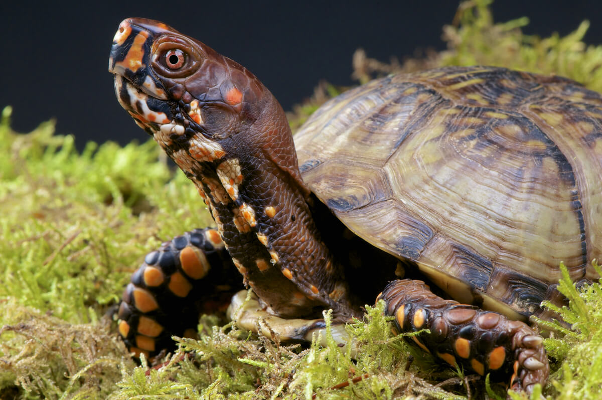 A species of turtle within the CITES convention.