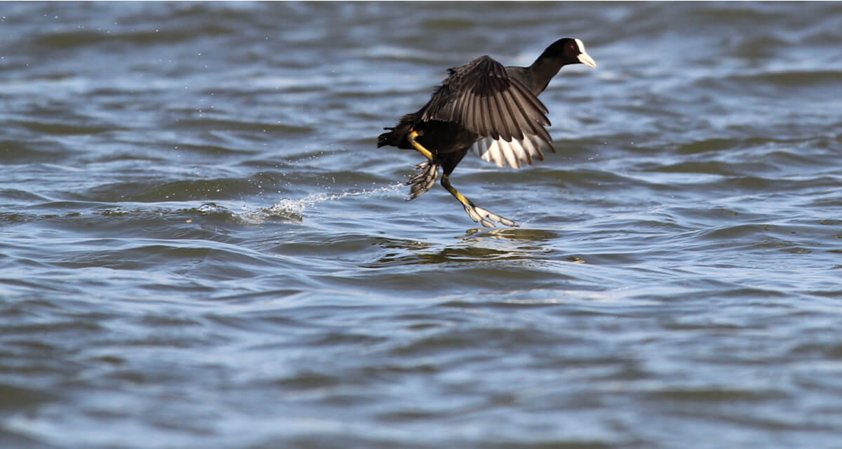 Un foulque qui marche sur l'eau.