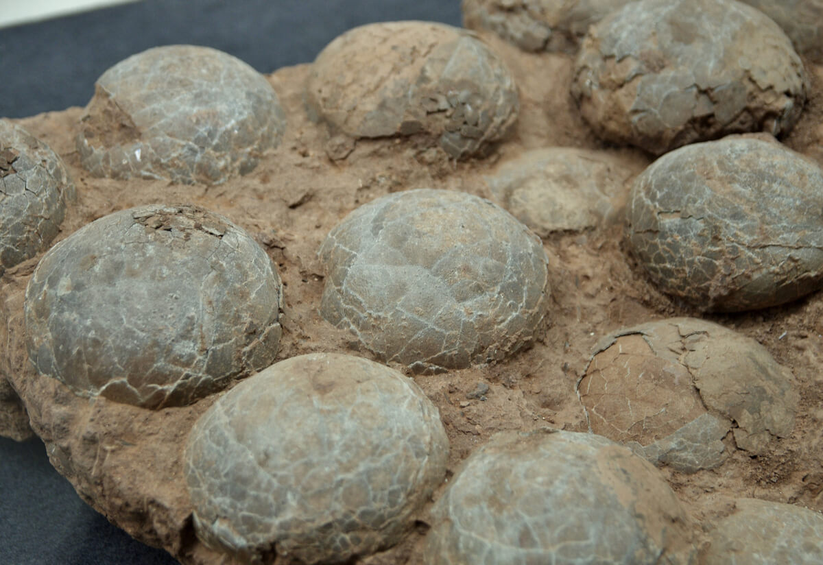 Fósiles de los huevos de un dinosaurio.