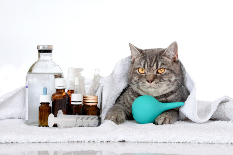 Las 6 enfermedades hereditarias en gatos
