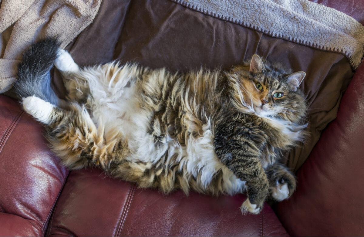Un gato con sobrepeso en un sofá.