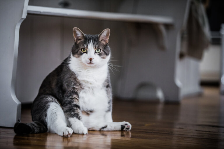 6 consecuencias de la obesidad en gatos