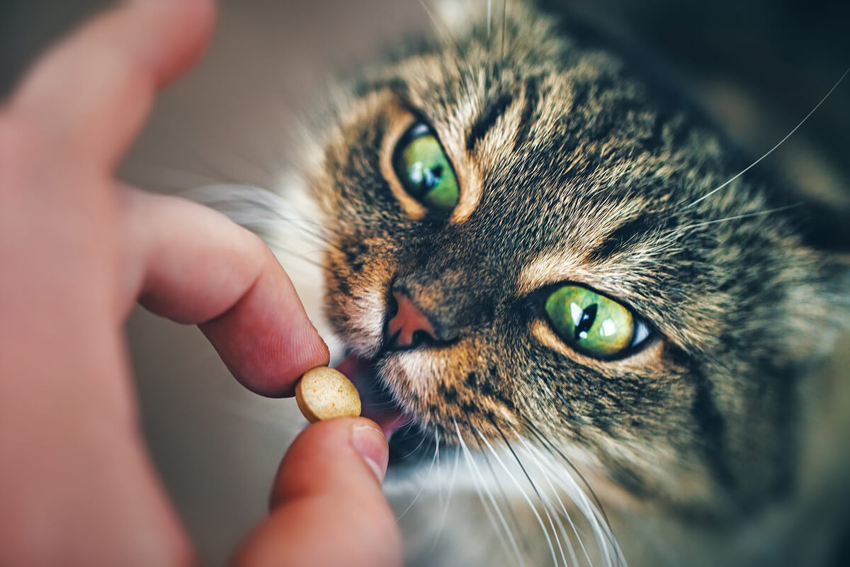 Un gatto prende una pillola.