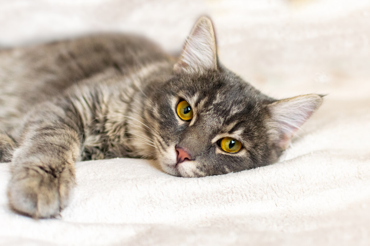 Un gato triste mira a una cámara.